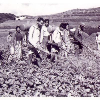 Ambewela Agri Potatos 1980 B