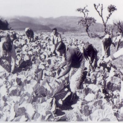 Ambewela Agri Potatos 1980