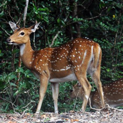 Deer Dsc 3561