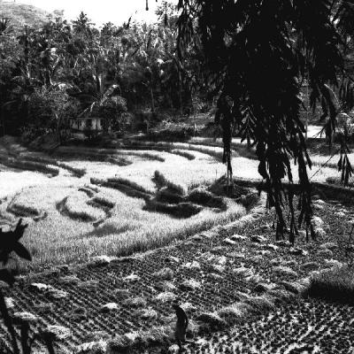 Famers In Field A 14 0005