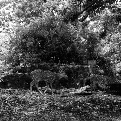 Trinco Area Deers 0019