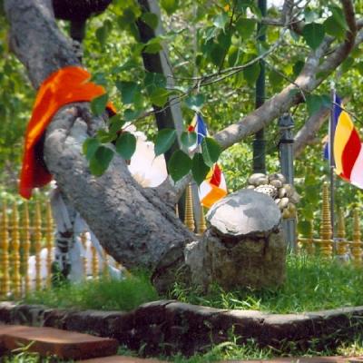 Sri Maha Bodhiya1