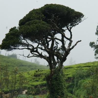 Nuwara Eliya10