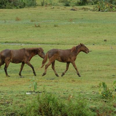 Nuwara Eliya14