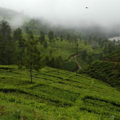 Nuwara Eliya2