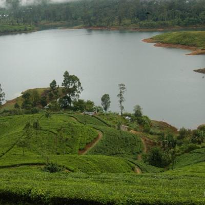 Nuwara Eliya7